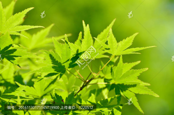 雞爪的綠色嫩葉。