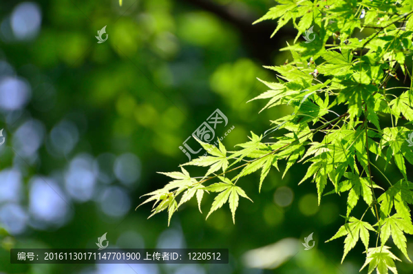 雞爪的綠色嫩葉。