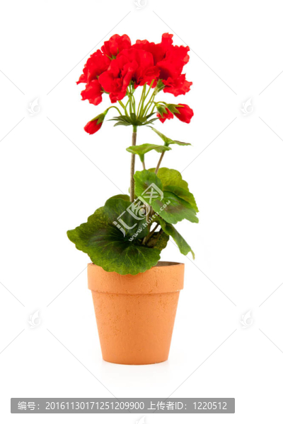 花盆里的花