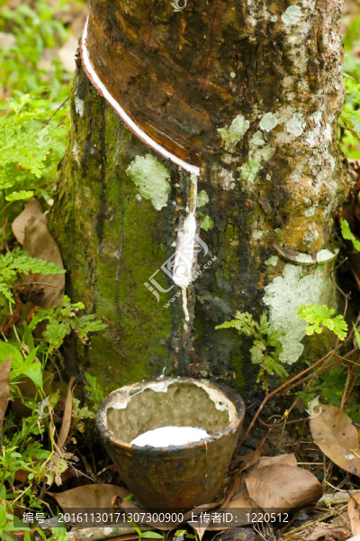 橡膠龍頭