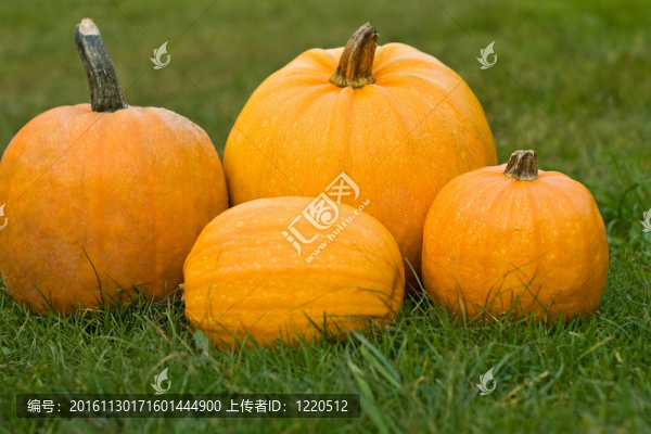南瓜