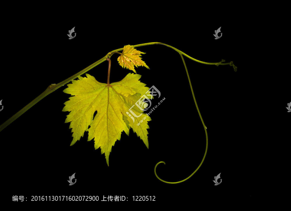 在黑色背景上分離的葡萄藤