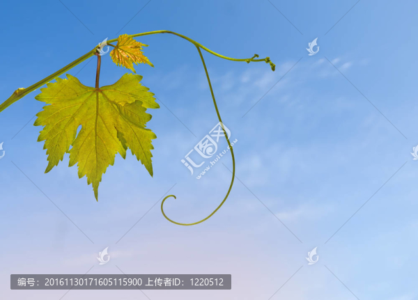 天空背景的葡萄樹(shù)