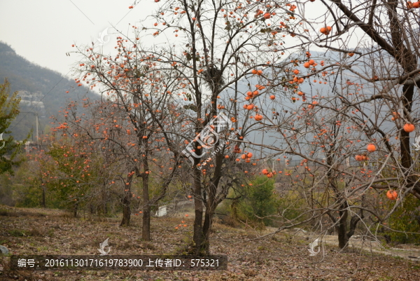 柿子樹(shù)