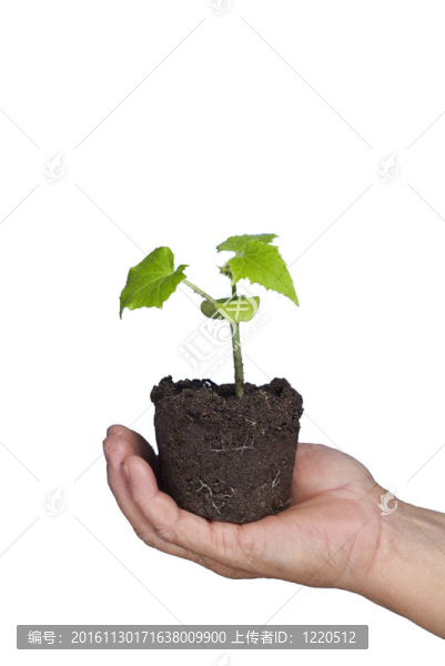 生態(tài)；植物護理