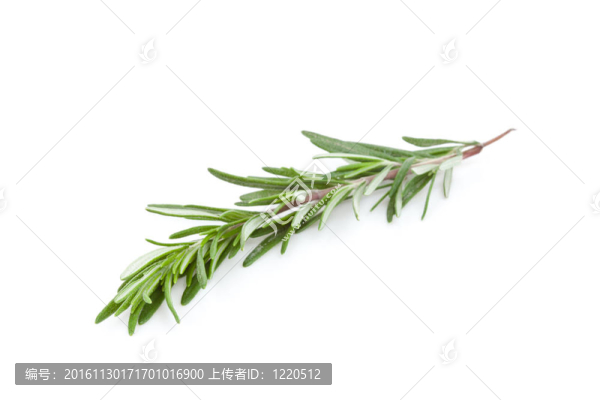 迷迭香枝