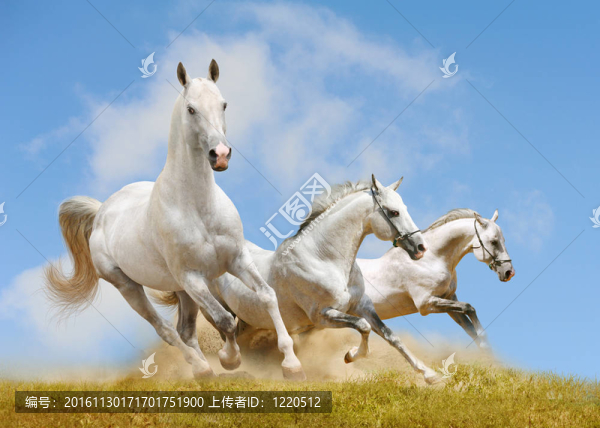 白色的馬