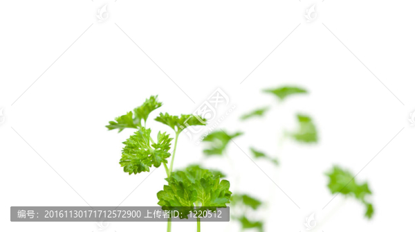模糊的山蘿卜條