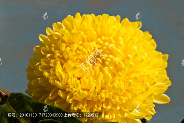 美麗的春天的花朵