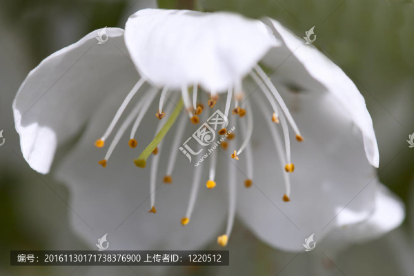 櫻花。