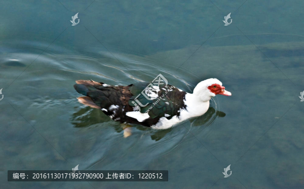 野生番鴨