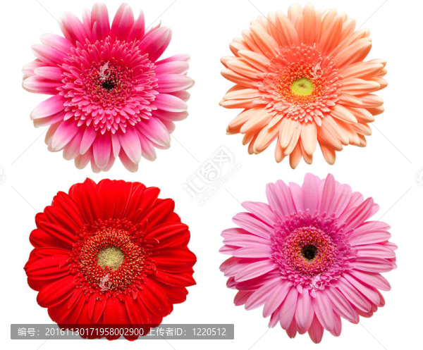 Gerber的花