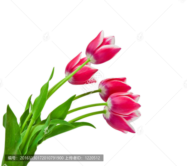 郁金香的花朵