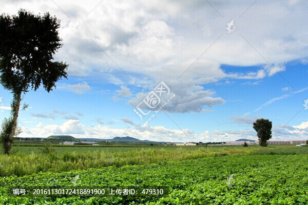 北大荒,黃豆,大田,TIF格式