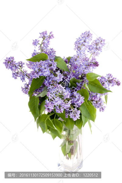 花瓶里的丁香花