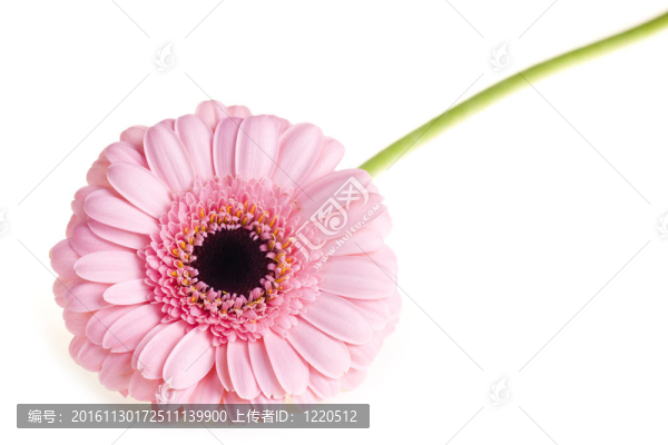 粉色非洲菊特寫
