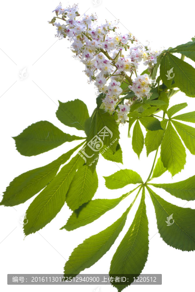 有白色背景葉的栗花