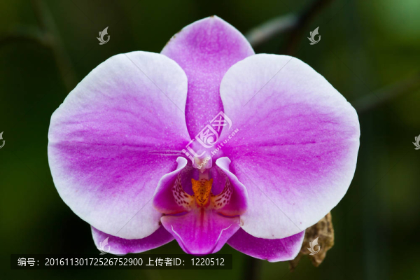 美麗的紫色蘭花