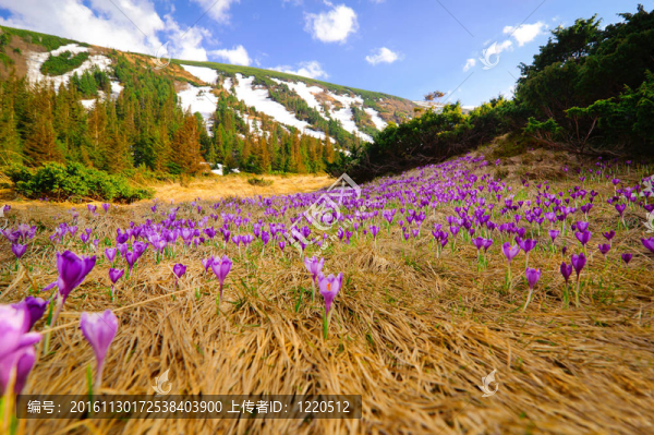 野生春番紅花生長在高山峽谷景觀