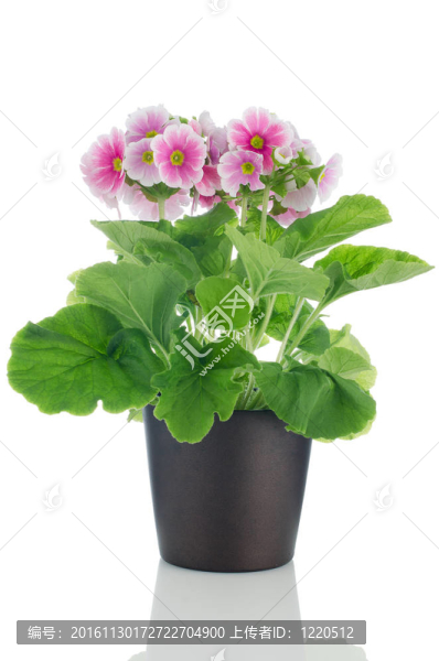 美麗的粉紅色的櫻草花