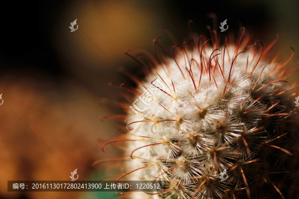 松球?qū)偃轭^長和短刺的仙人掌