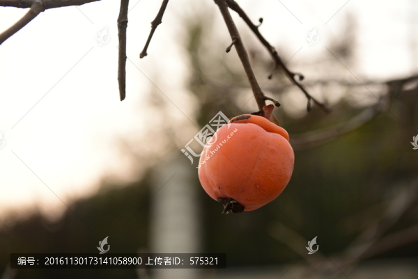紅柿子