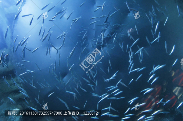 魚類游泳底視圖