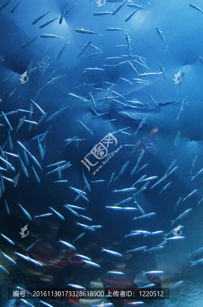 魚類游泳底視圖