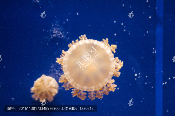 藍(lán)色背景的水母