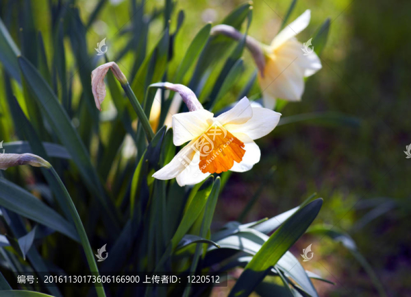 水仙花