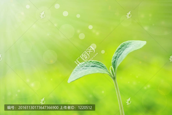 年輕的植物