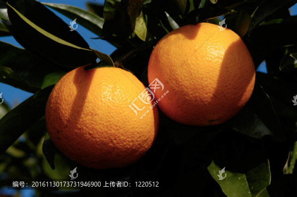 食物和烹飪-水果