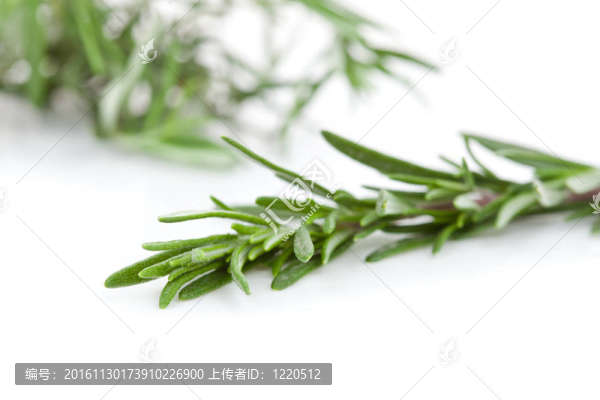 迷迭香枝關(guān)閉