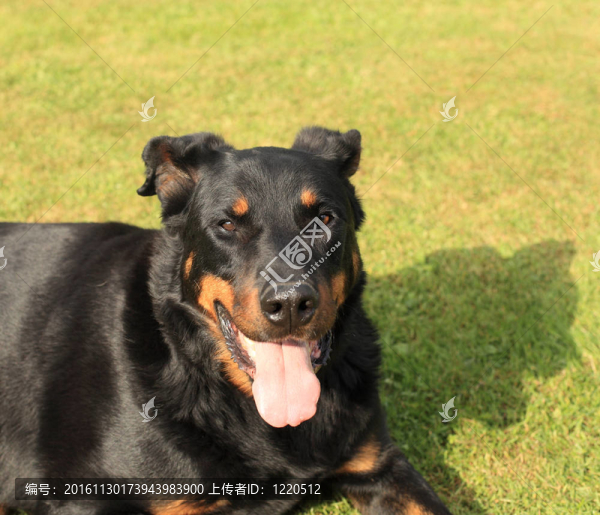 一個(gè)純種的法國(guó)牧羊犬法國(guó)狼犬的肖像