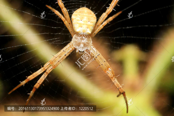 圓蛛科歐洲花園