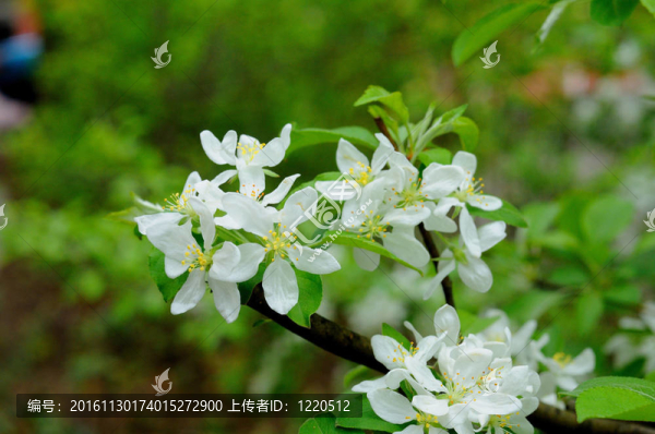 富爾達(dá)蘋果樹的白花；黑森州；德國(guó)