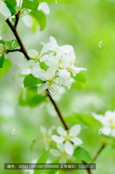 富爾達蘋果樹的白花；黑森州；德國