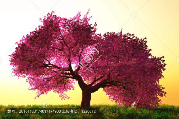 櫻花樹(shù)