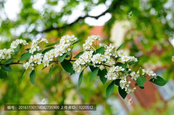 鳥的櫻桃樹在富爾達(dá)分公司白色的花；黑森州；葛