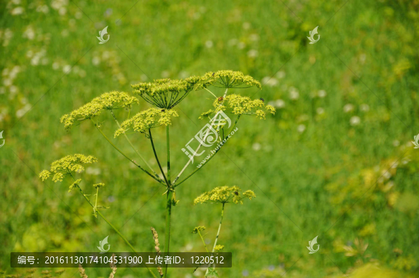 豐富多彩的新鮮綠色植物在綠色背景；Sergiev,Posad；