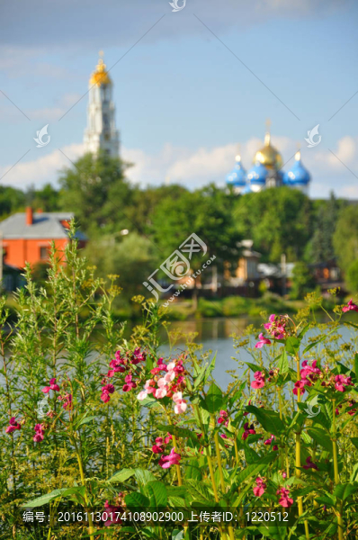 湖附近的特寫的粉紅色花；Sergiev,Posad；莫斯科地區(qū)