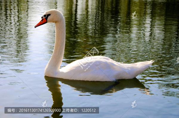 孤獨(dú)的優(yōu)雅的天鵝湖的水；Sergiev,Posad；莫斯科地區(qū)