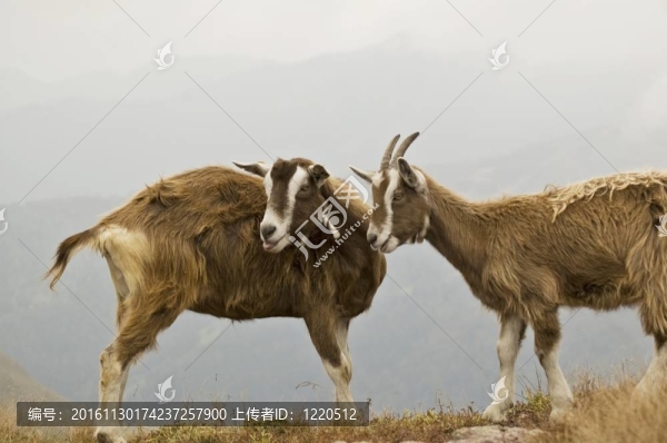 山上的山羊