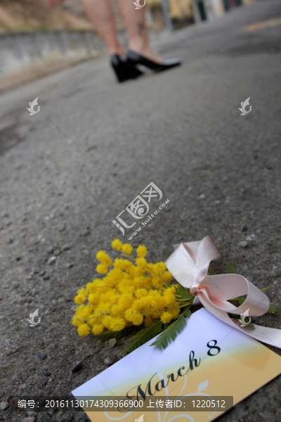 含羞草-匯圖網(wǎng) www.fosd68.com 含羞草