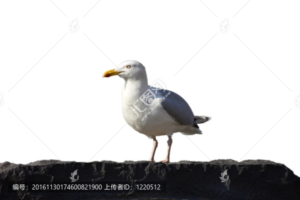 海鷗站在巖石上