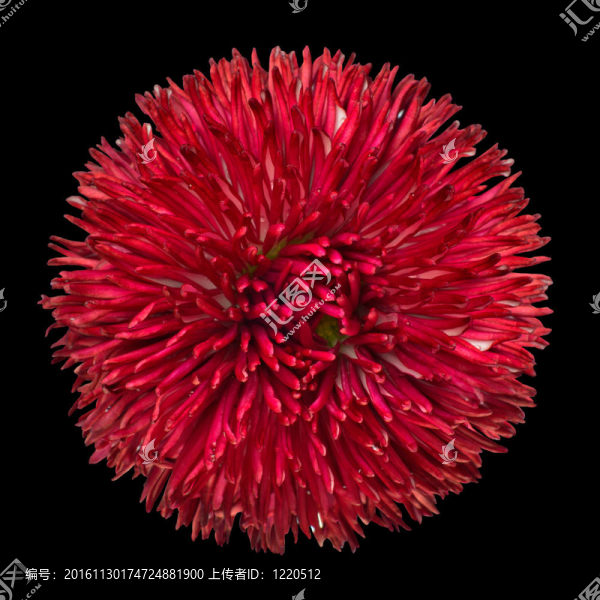美麗的紅色雛菊花在黑色上