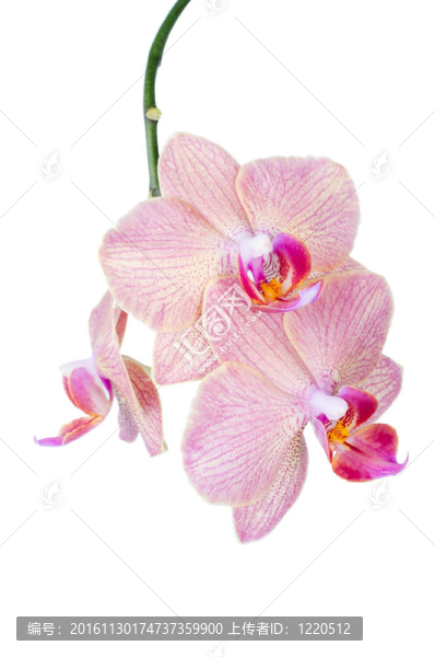 粉紅色的蘭花
