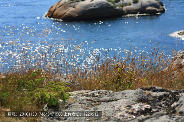 草和湖心島