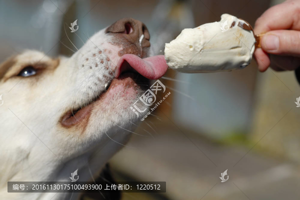 狗吃icream特寫。