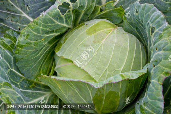 白菜